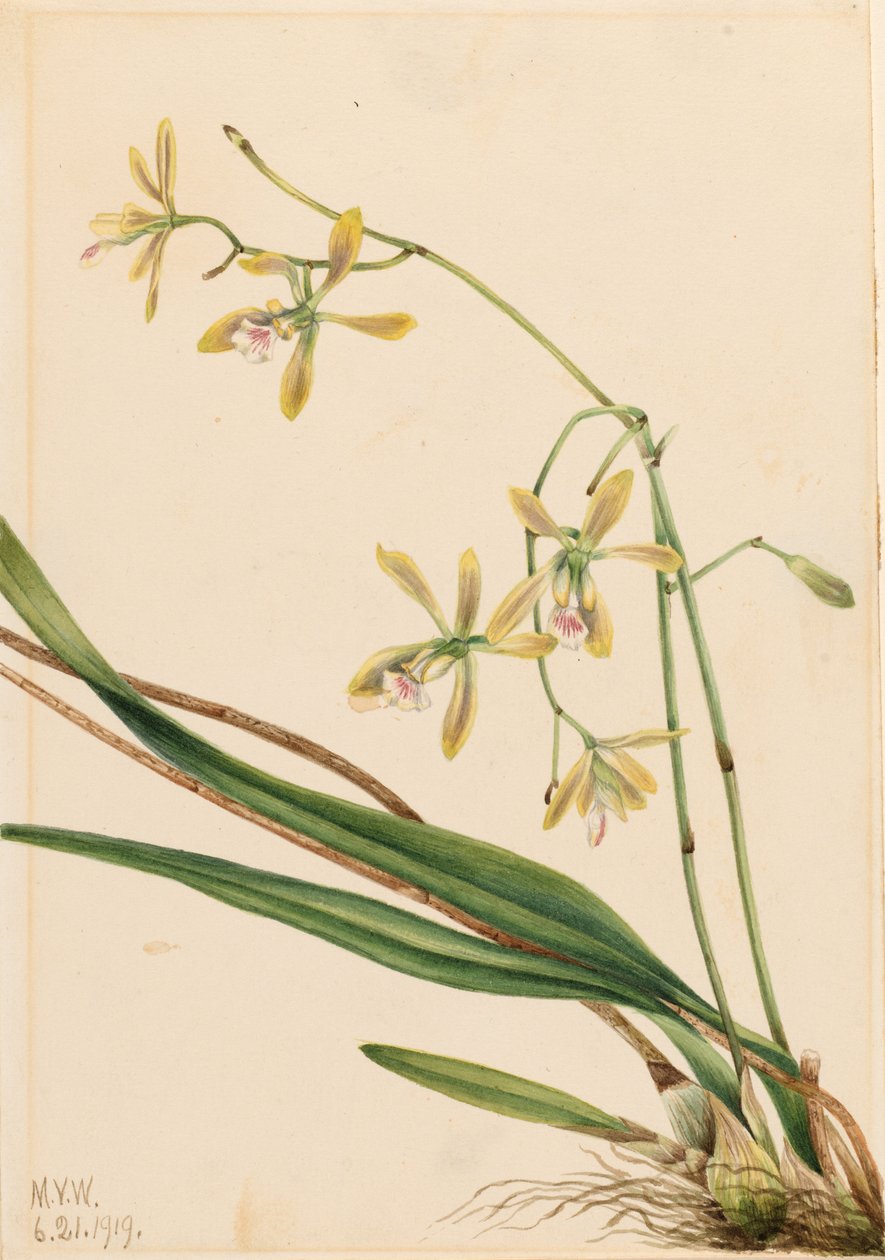 Epidendrum tampa (Epidendrum tampense) od Mary Vaux Walcott