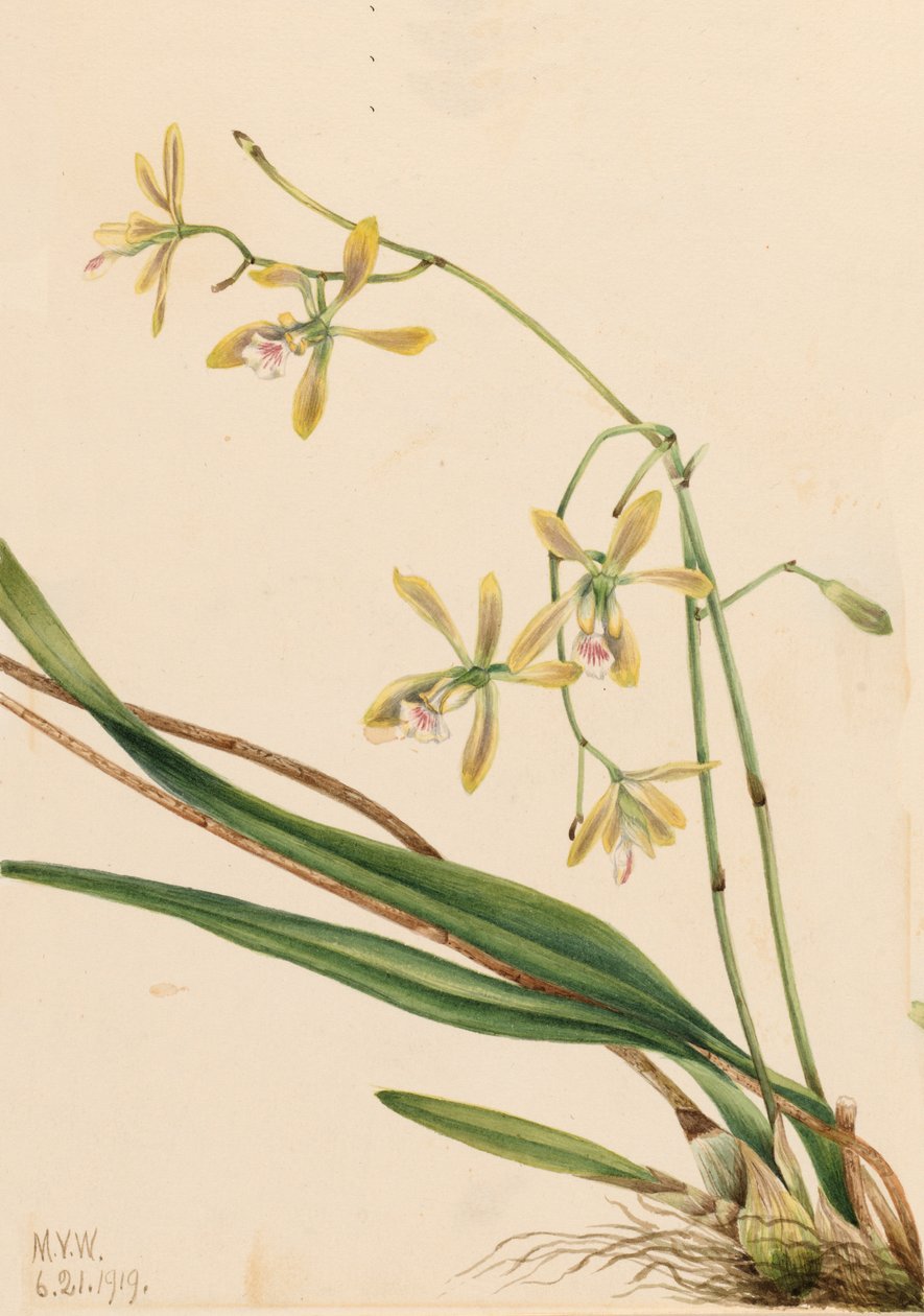 Tampa Epidendrum Epidendrum tampense, 1919. od Mary Vaux Walcott