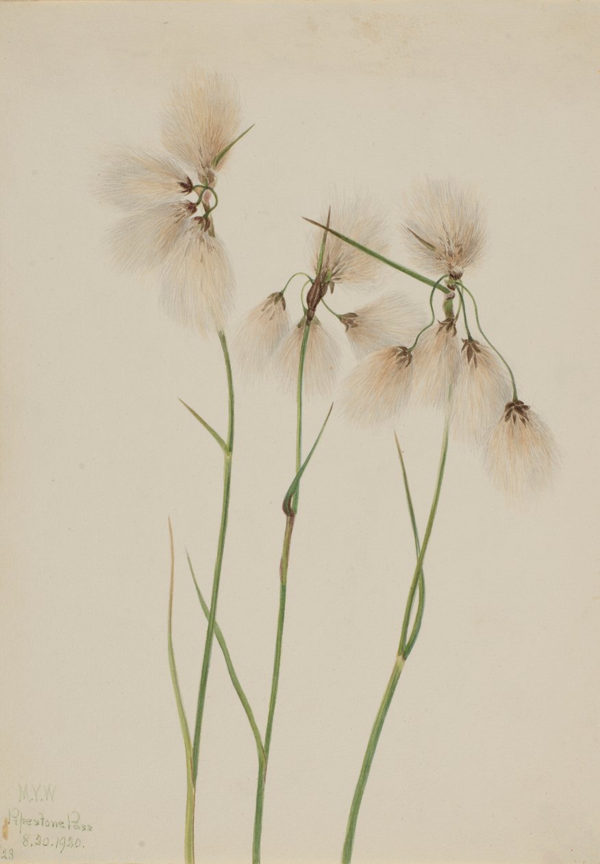 Střapec úzkolistý (Eriophorum angustifolium) od Mary Vaux Walcott