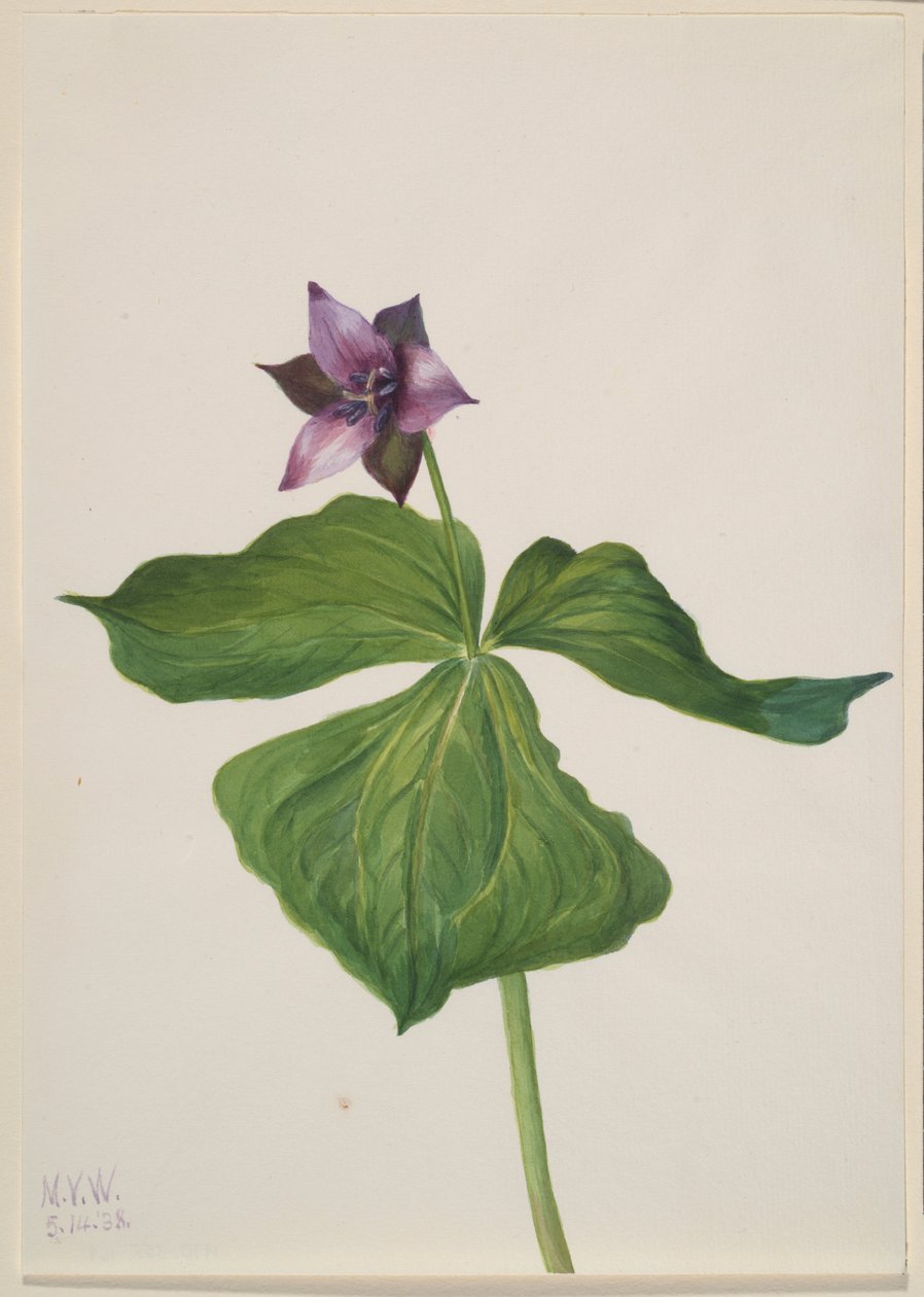 Trillium erectum od Mary Vaux Walcott
