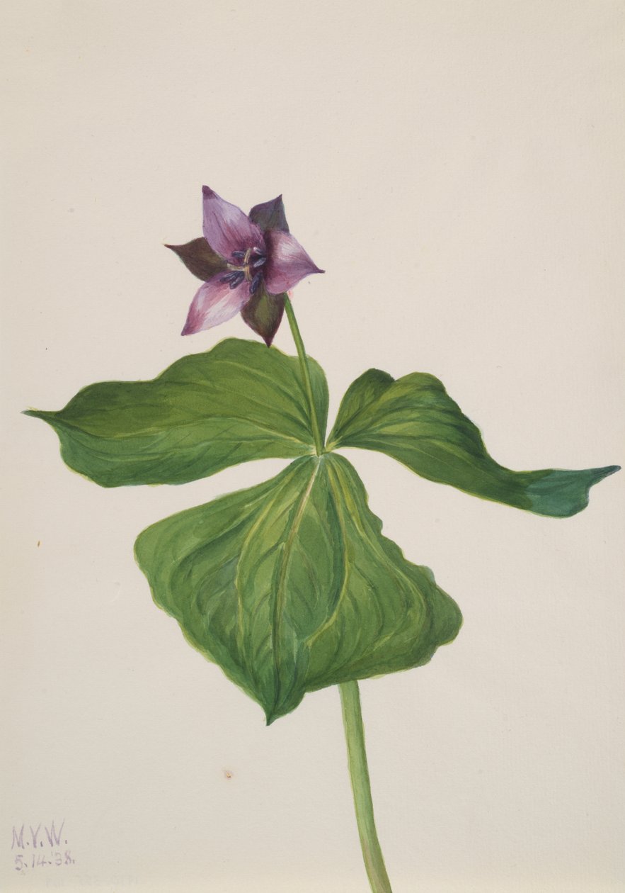 Trillium erectum, 1938 od Mary Vaux Walcott
