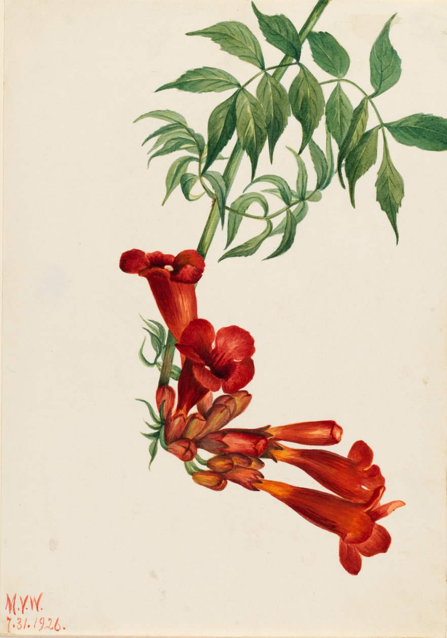 Trumpet Creeper Bignonia radicans, 1926. od Mary Vaux Walcott