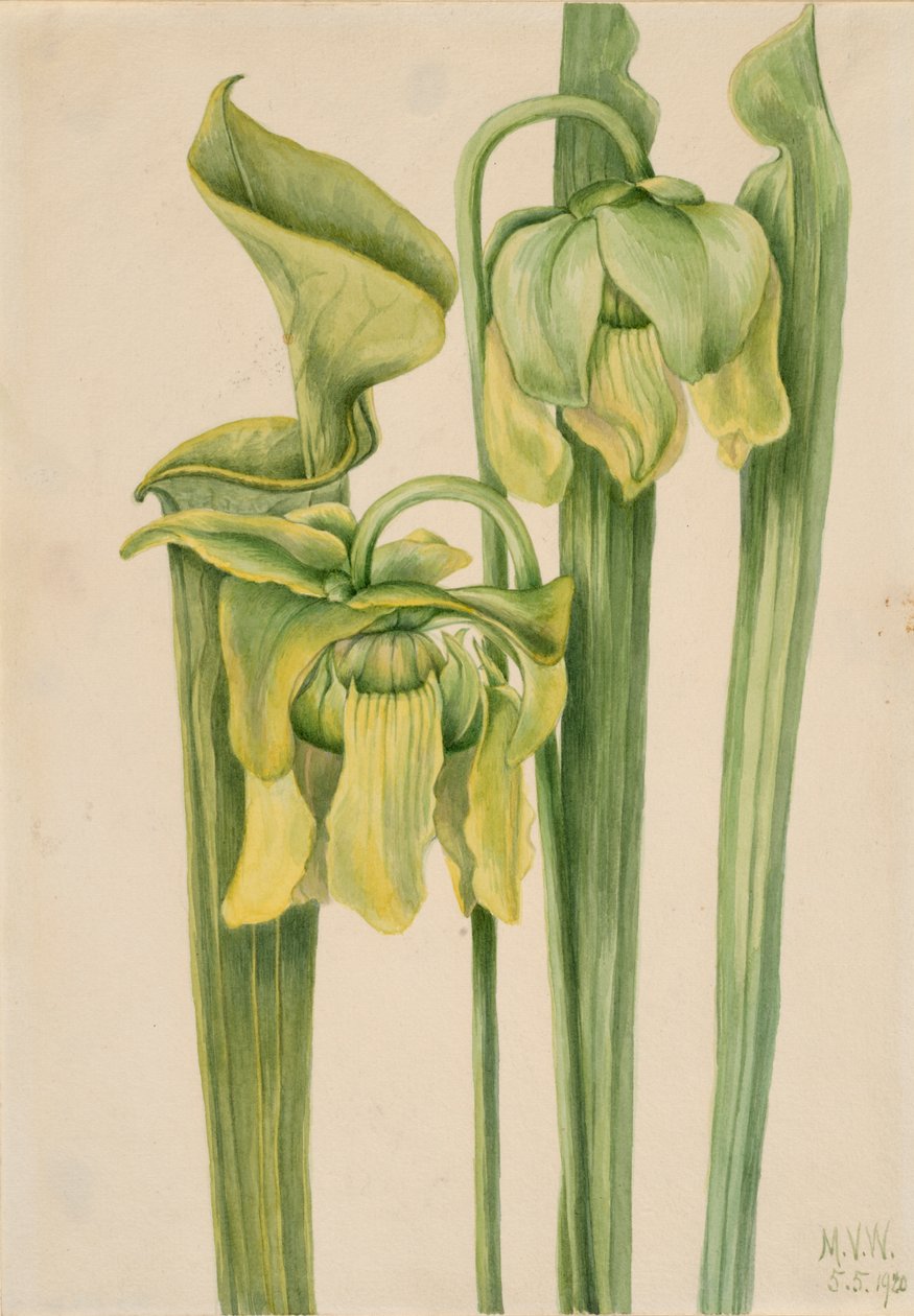 Trumpetleaf Sarracenia flava, 1920. od Mary Vaux Walcott