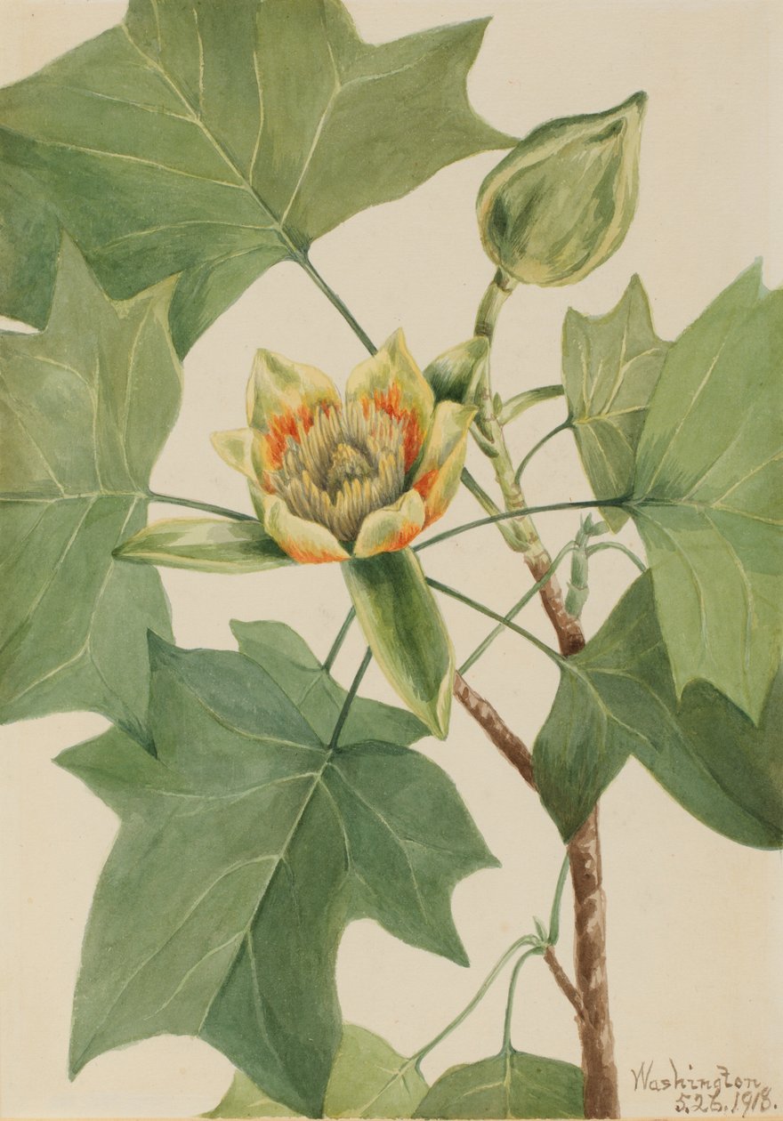 Tuliptree Liriodendron tulipifera, 1918. od Mary Vaux Walcott