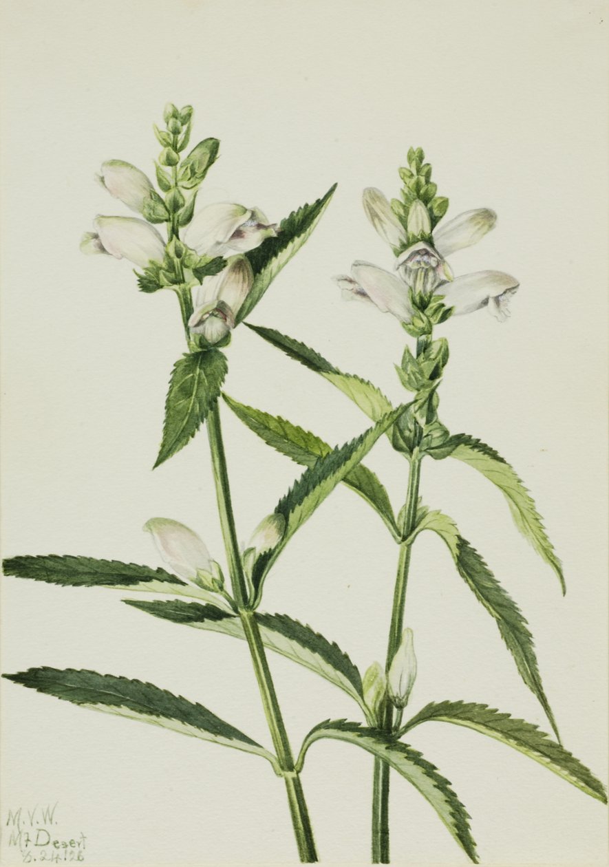 Turtlehead Chelone glabra, 1926. od Mary Vaux Walcott