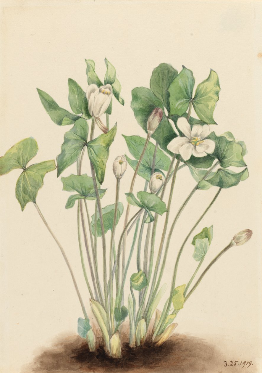 Dvoulistá Jeffersonia diphylla, 1919. od Mary Vaux Walcott
