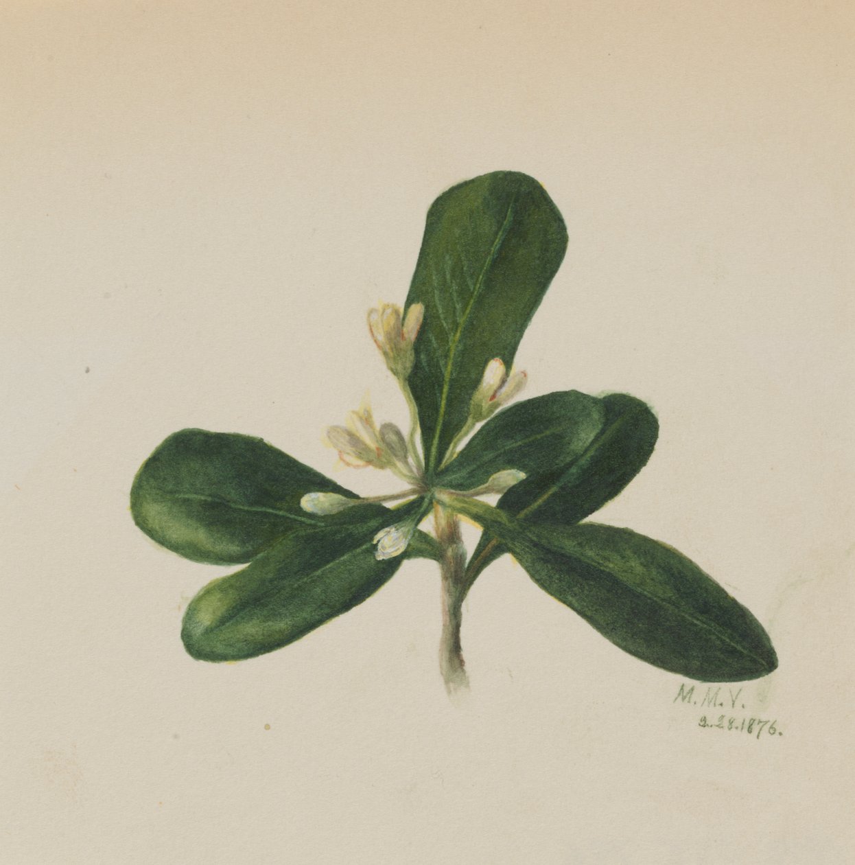 Bez názvu - Květinová studie, 1876. od Mary Vaux Walcott
