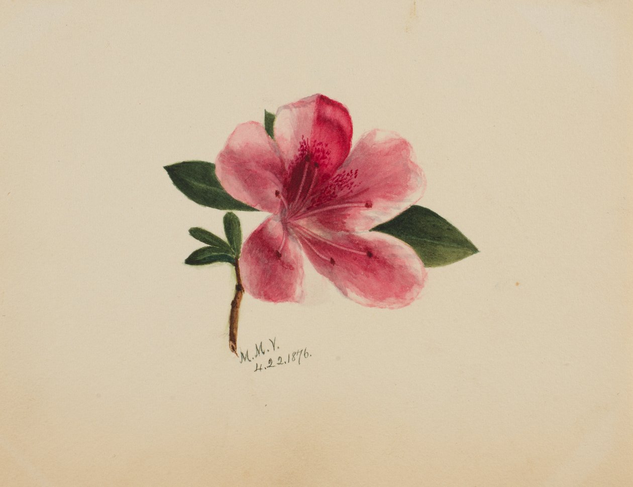 Bez názvu - Květinová studie, 1876. od Mary Vaux Walcott