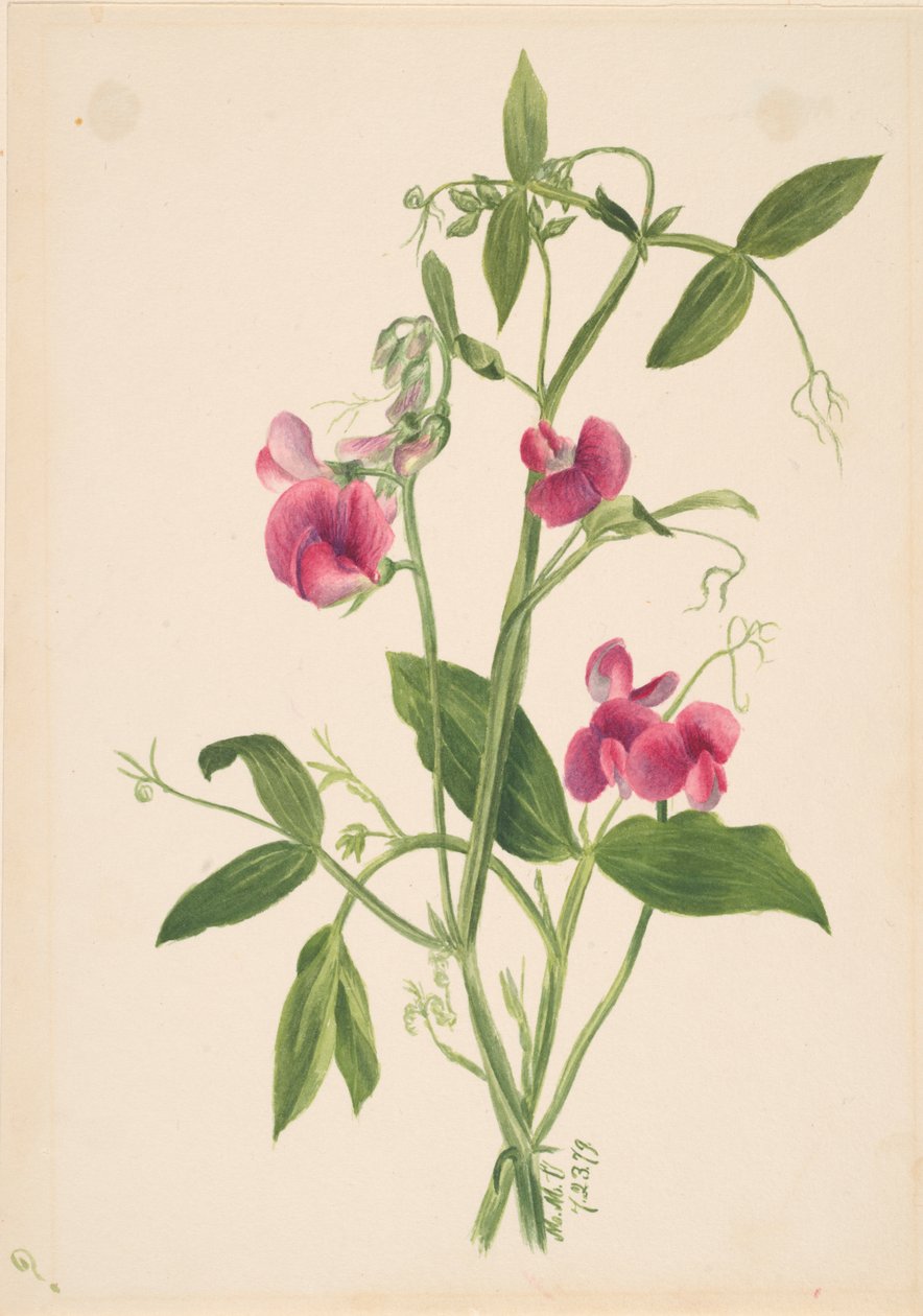 Bez názvu – Květinová studie, 1879. od Mary Vaux Walcott