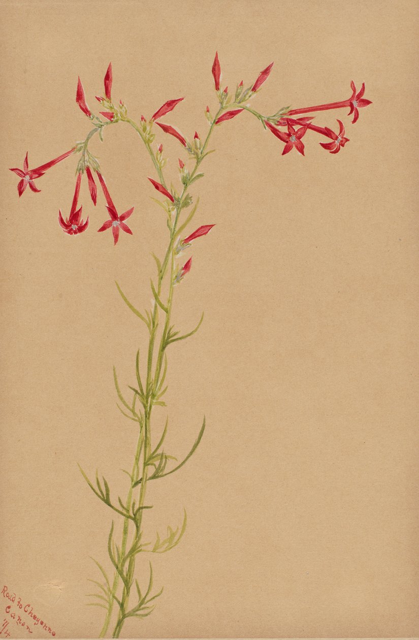 Bez názvu - Květinová studie, 1883. od Mary Vaux Walcott