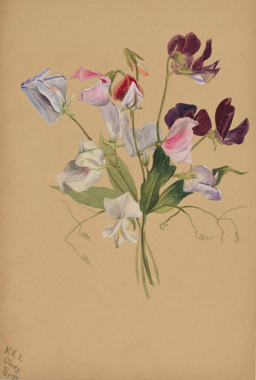 Bez názvu - Květinová studie, 1886. od Mary Vaux Walcott