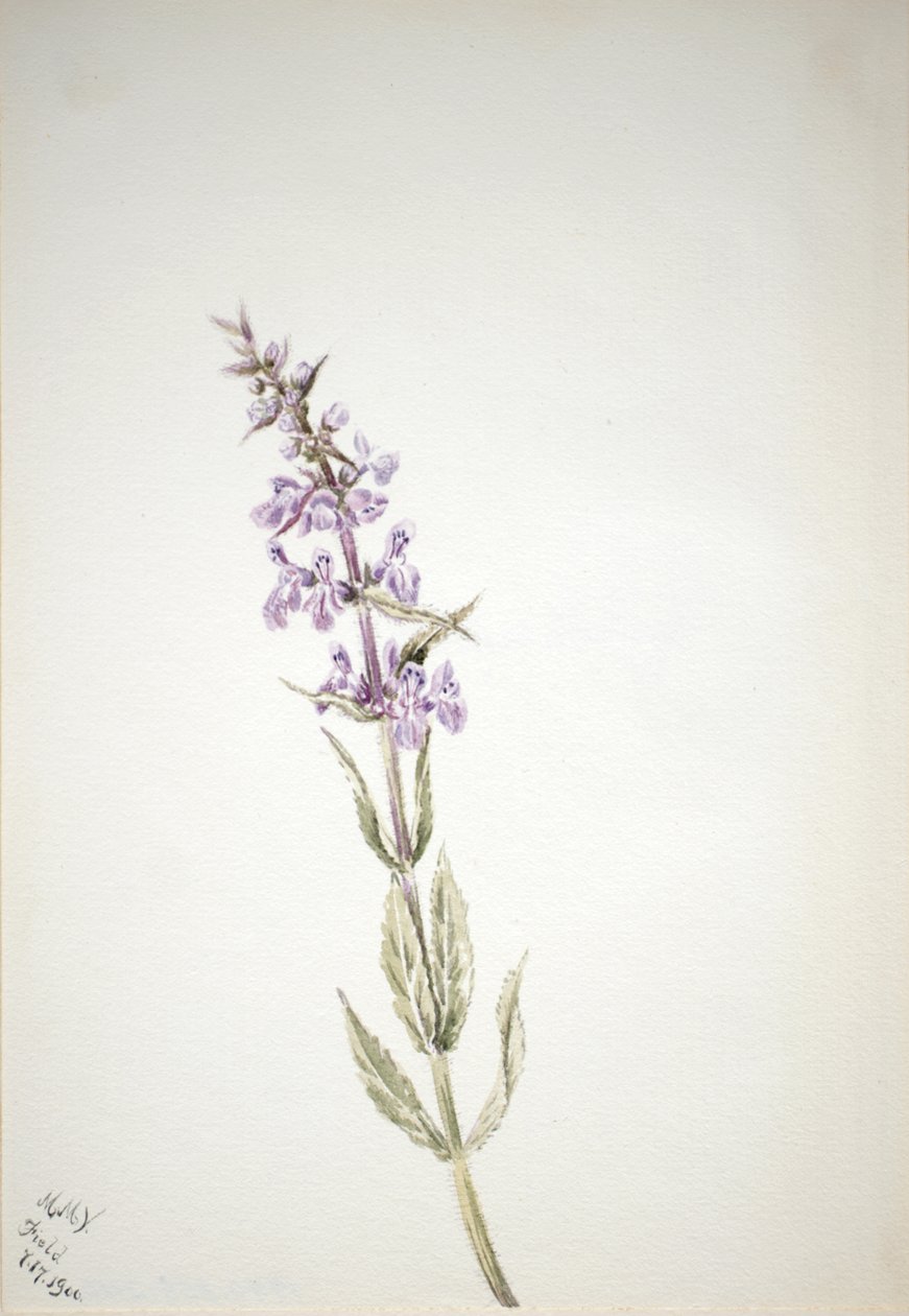 Bez názvu - Květinová studie, 1900. od Mary Vaux Walcott