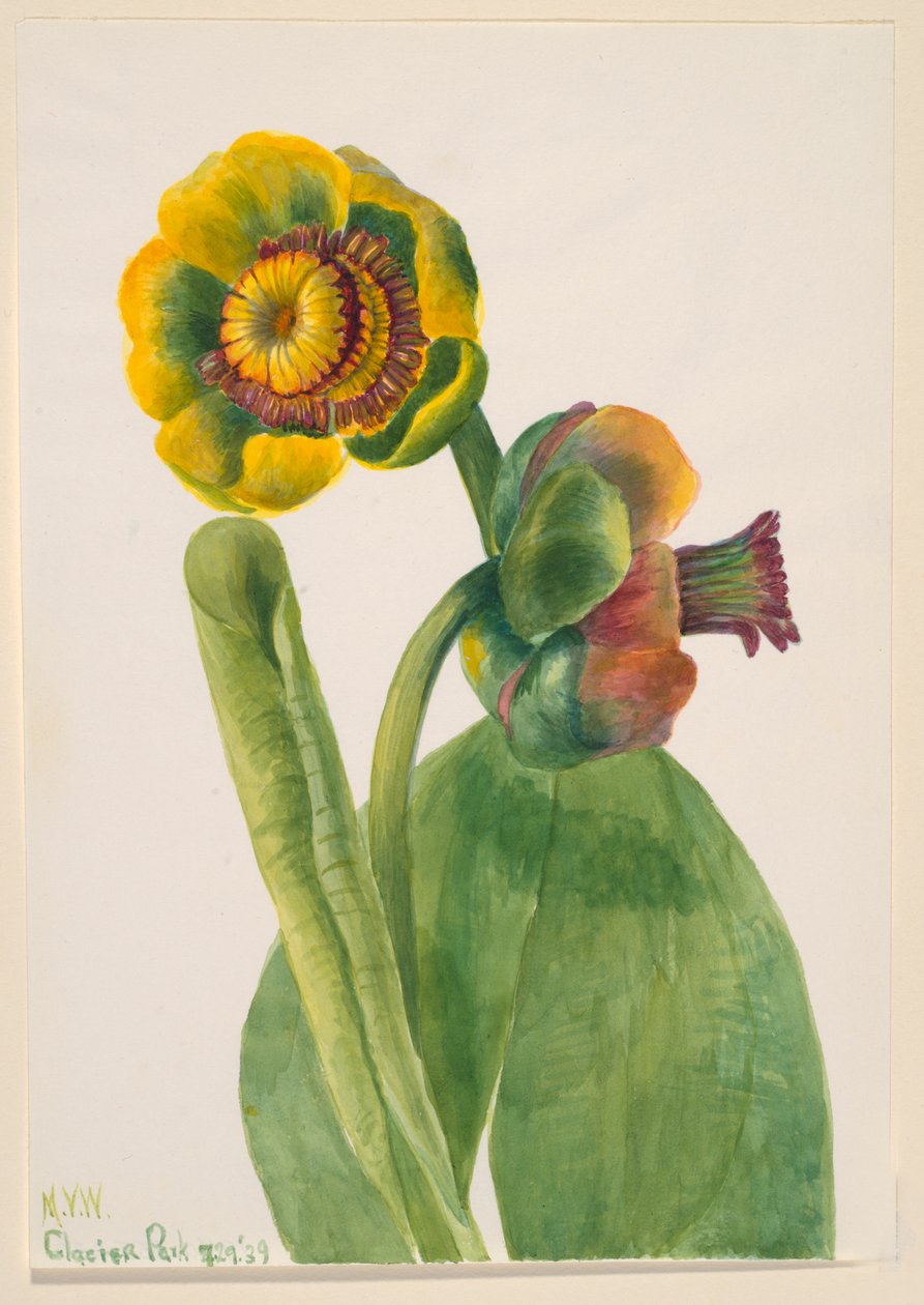 Bez názvu - Květinová studie, 1939. od Mary Vaux Walcott