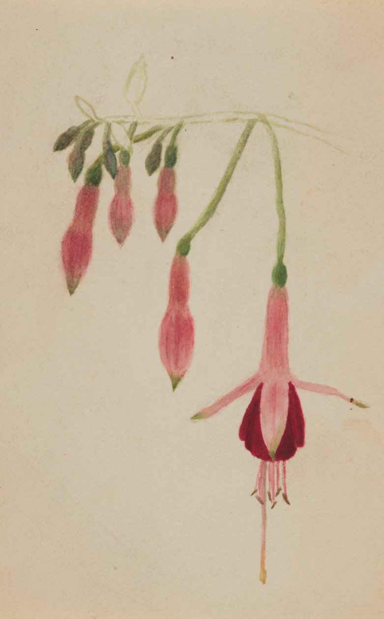 Untitled--Flower Study, ca. 1872-1874. od Mary Vaux Walcott
