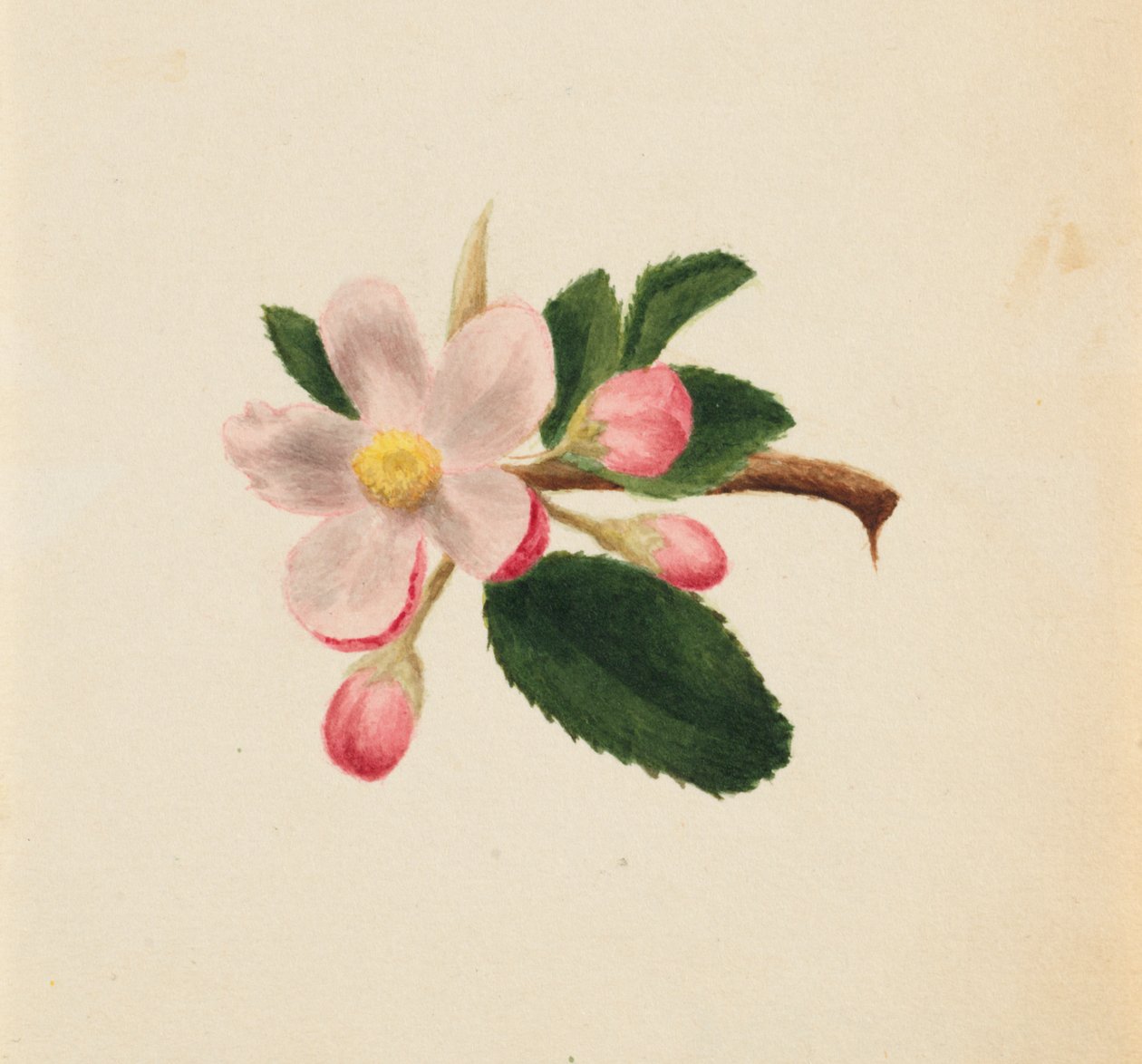 Untitled--Flower Study, ca. 1876. od Mary Vaux Walcott