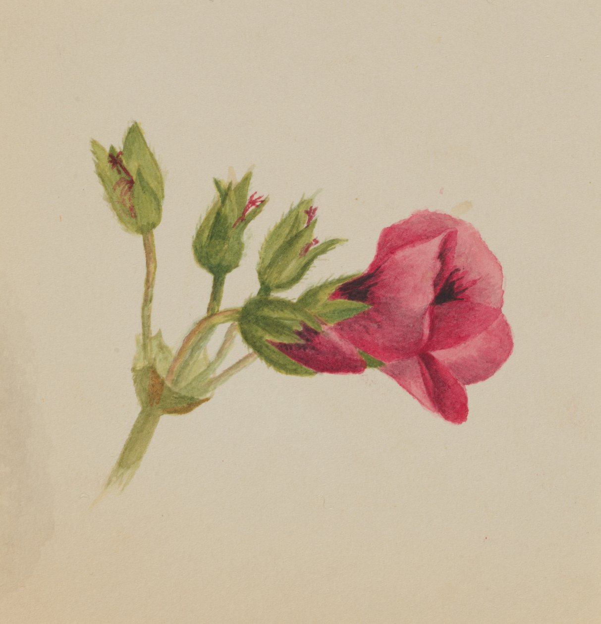 Untitled--Flower Study, ca. 1876. od Mary Vaux Walcott