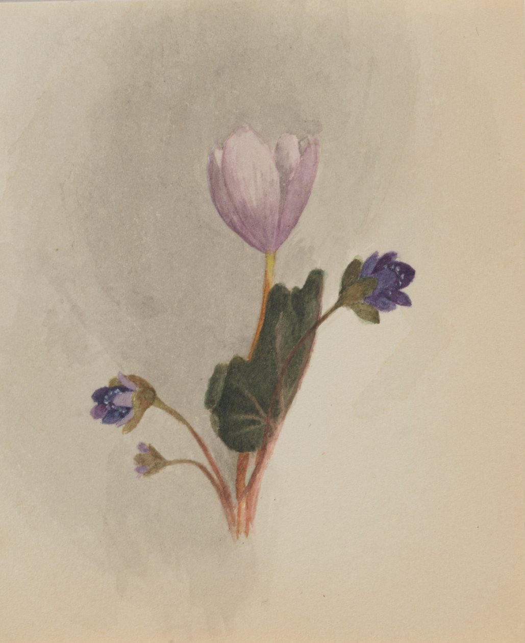 Untitled--Flower Study, ca. 1876. od Mary Vaux Walcott