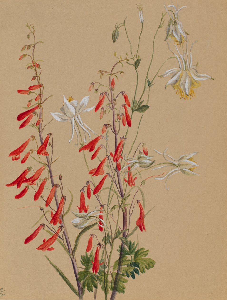 Untitled--Flower Study, ca. 1883-1900. od Mary Vaux Walcott