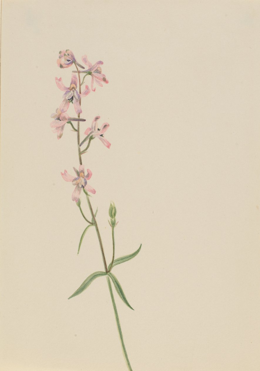Untitled--Flower Study, ca. 1900-1930. od Mary Vaux Walcott