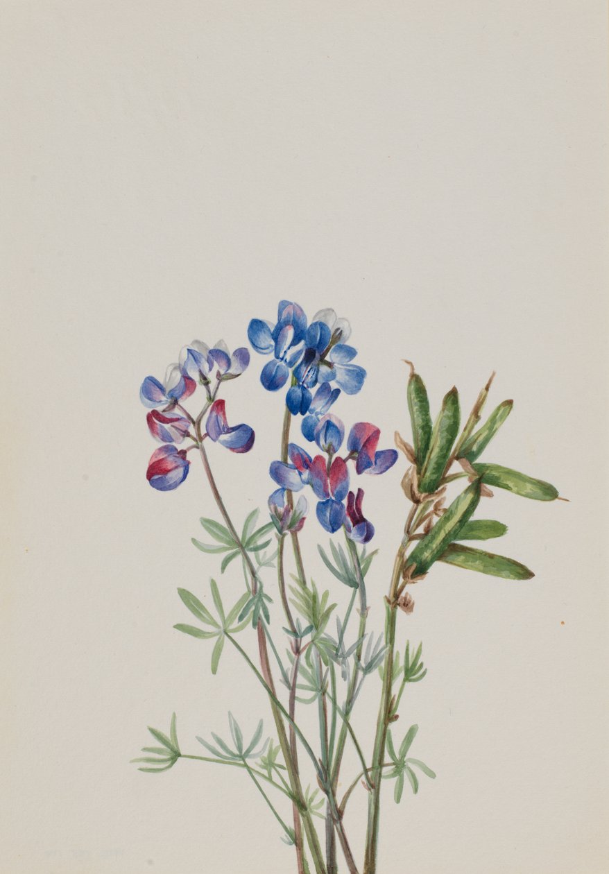 Untitled--Flower Study, ca. 1900-1930. od Mary Vaux Walcott