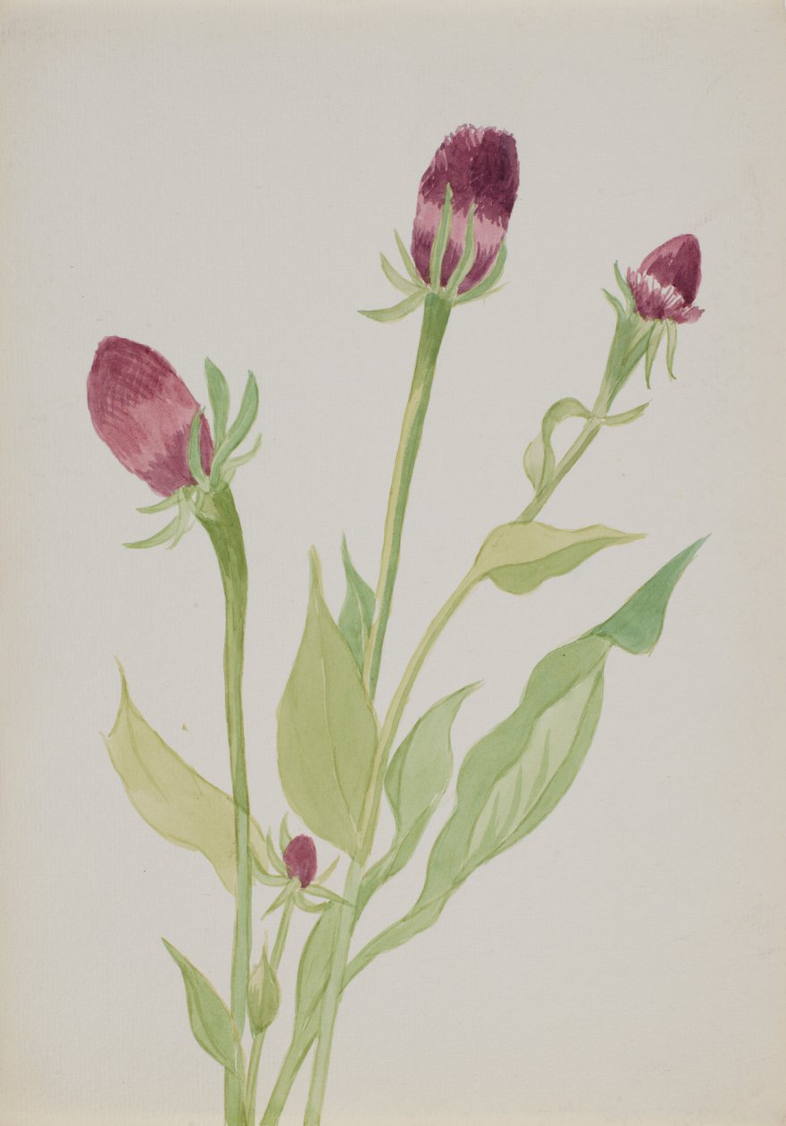 Untitled--Flower Study, n.d. od Mary Vaux Walcott