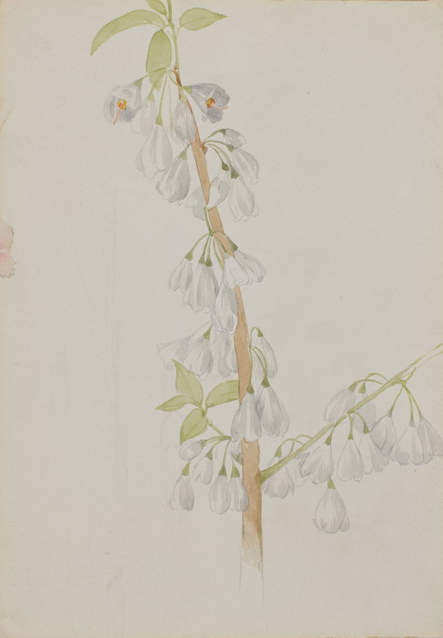 Untitled--Flower Study, n.d. od Mary Vaux Walcott