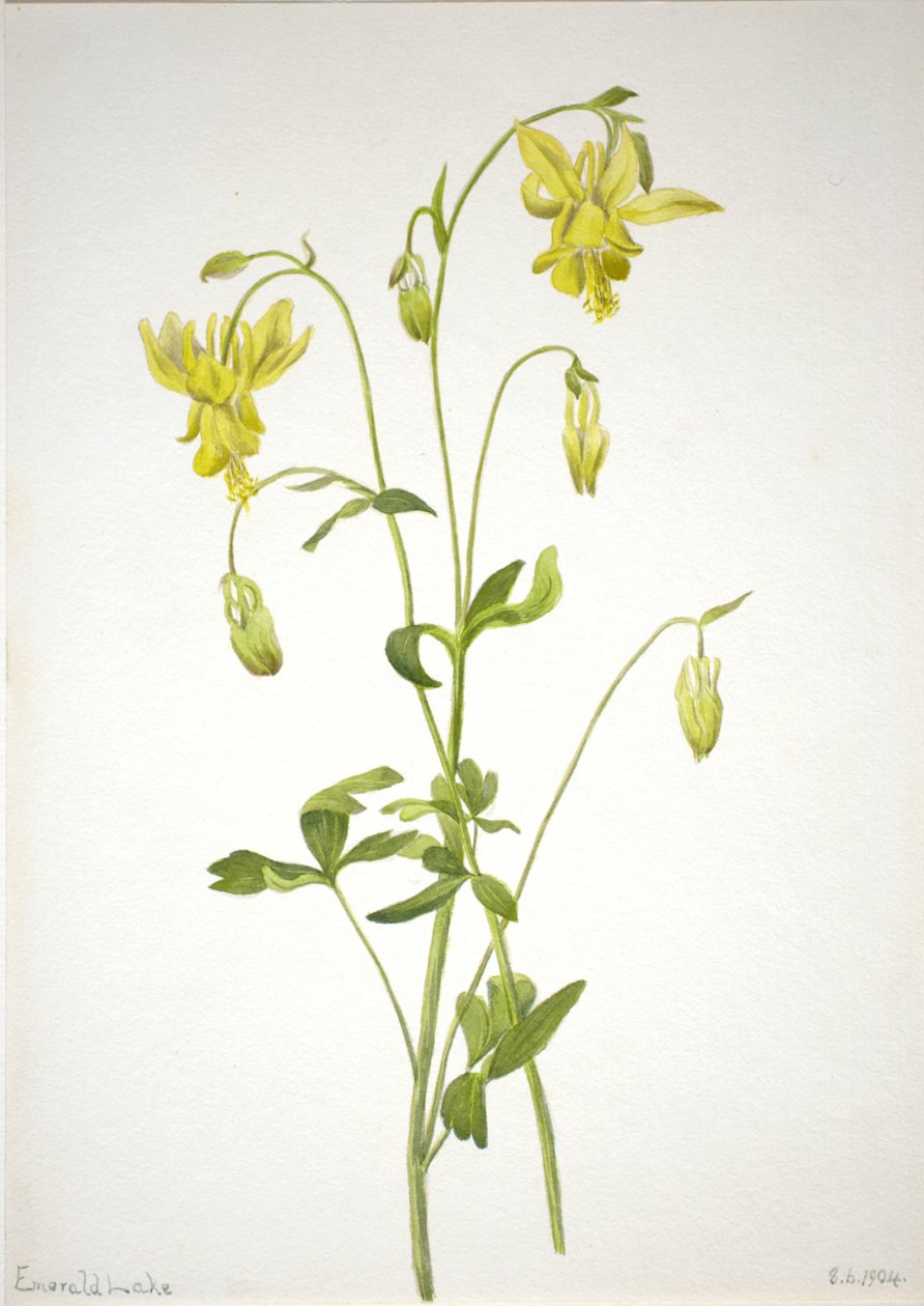 Bez názvu - Rostlinná studie, 1904. od Mary Vaux Walcott