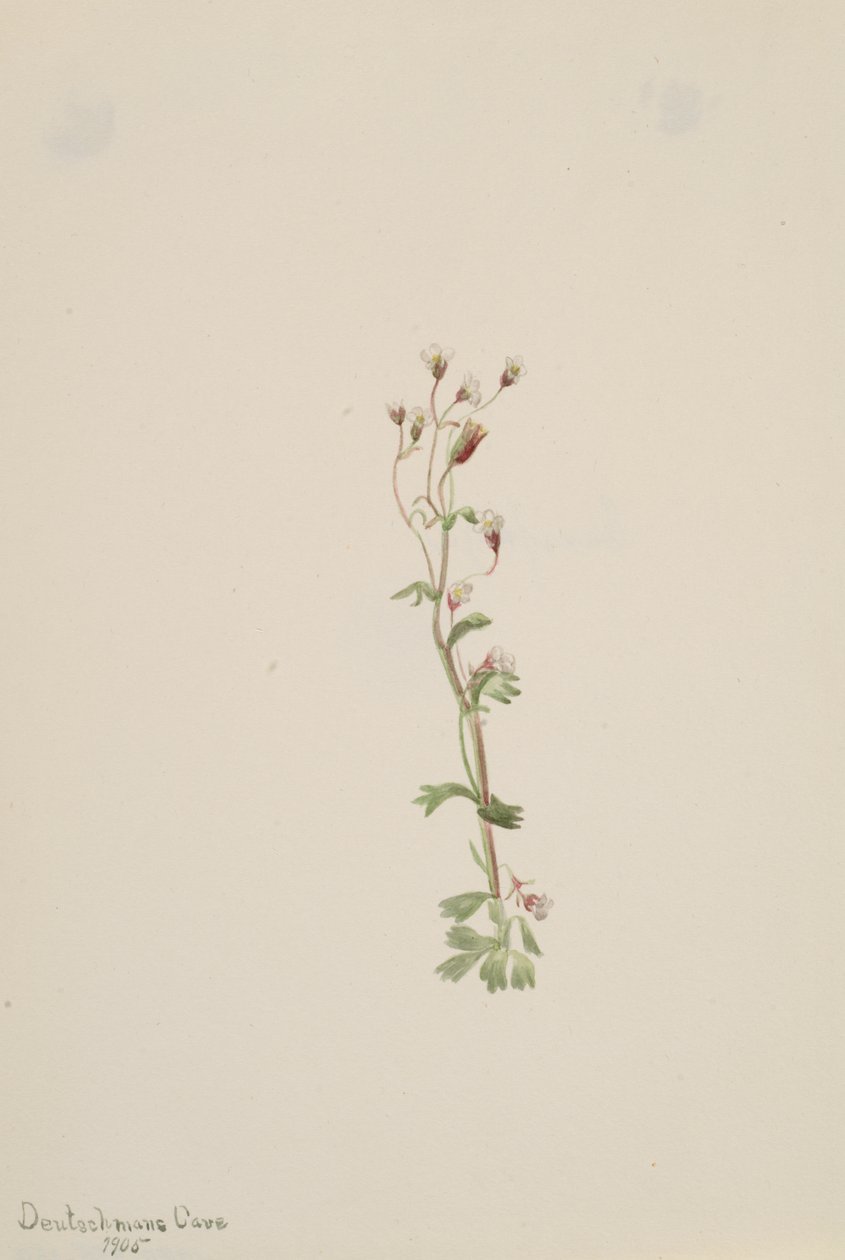 Bez názvu - Rostlinná studie, 1905. od Mary Vaux Walcott