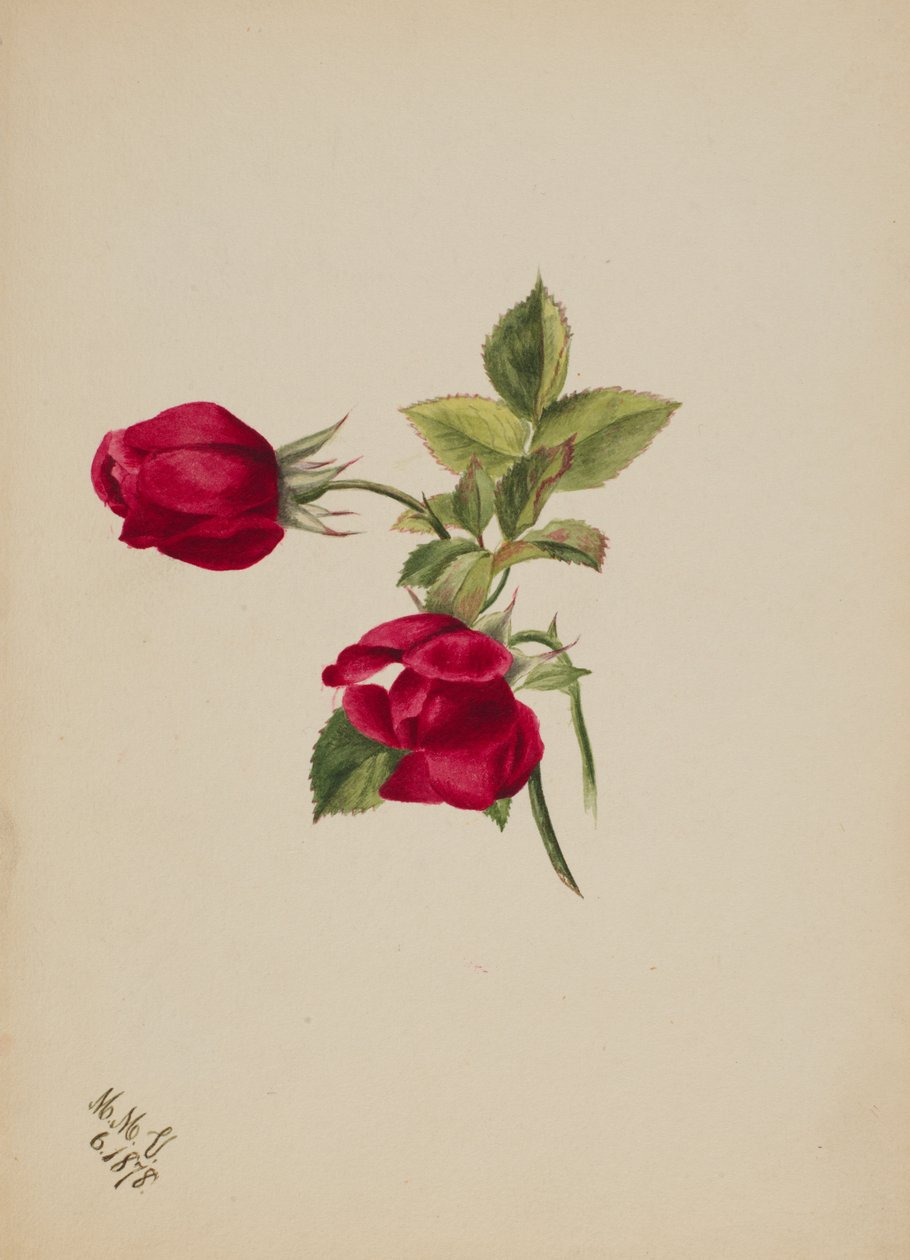 Bez názvu - Rose, 1878. od Mary Vaux Walcott