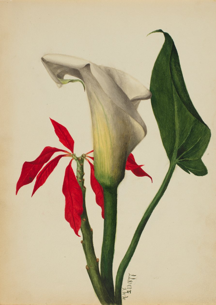 Bez názvu (Calla Lily) od Mary Vaux Walcott