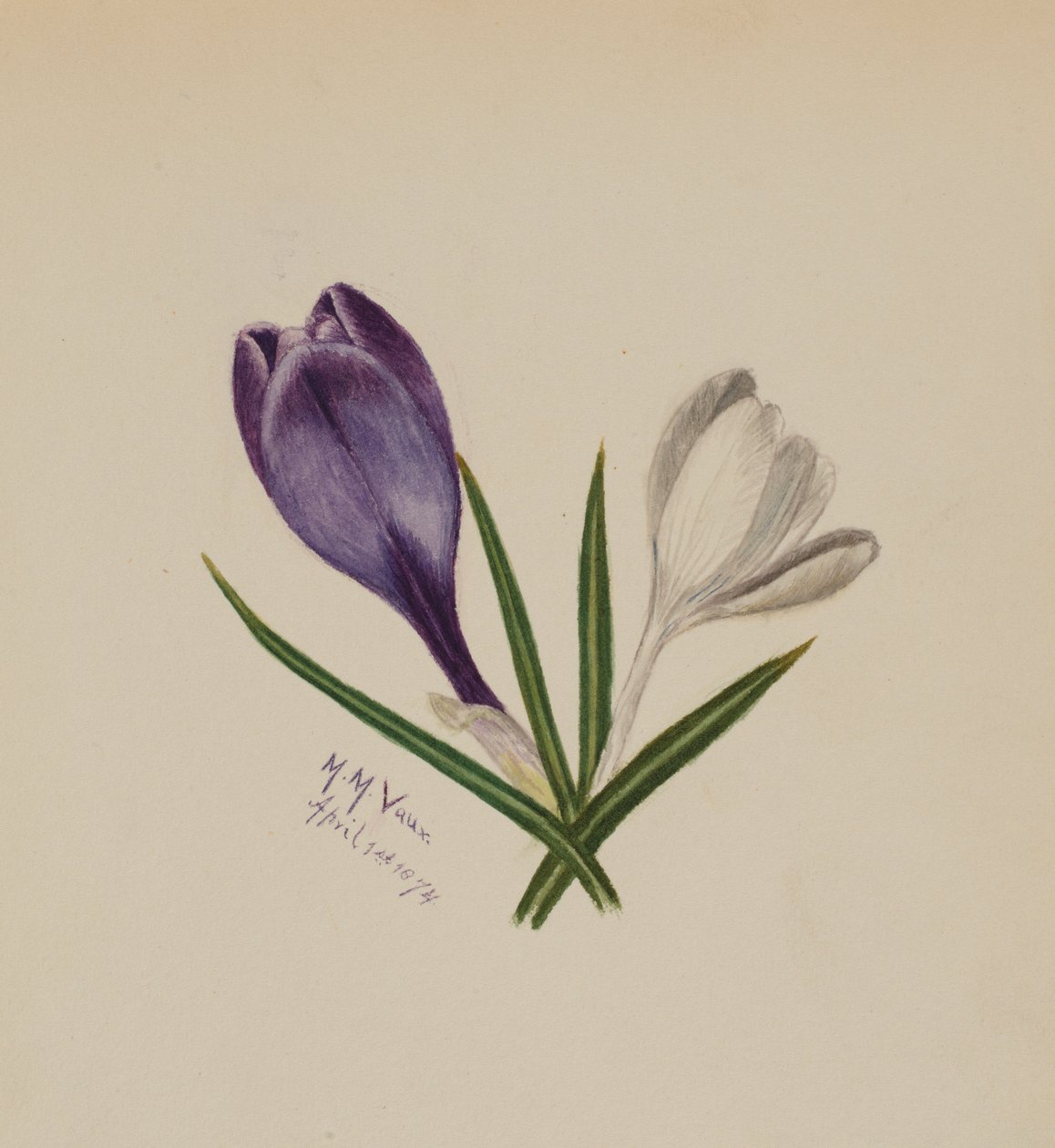 Bez názvu (Krokusy) od Mary Vaux Walcott