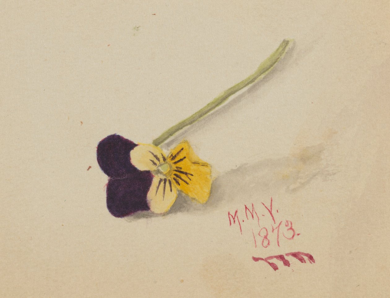 Bez názvu (Pansy) od Mary Vaux Walcott