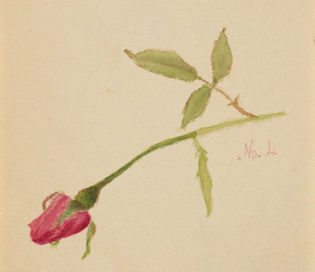 Bez názvu (Rose) od Mary Vaux Walcott