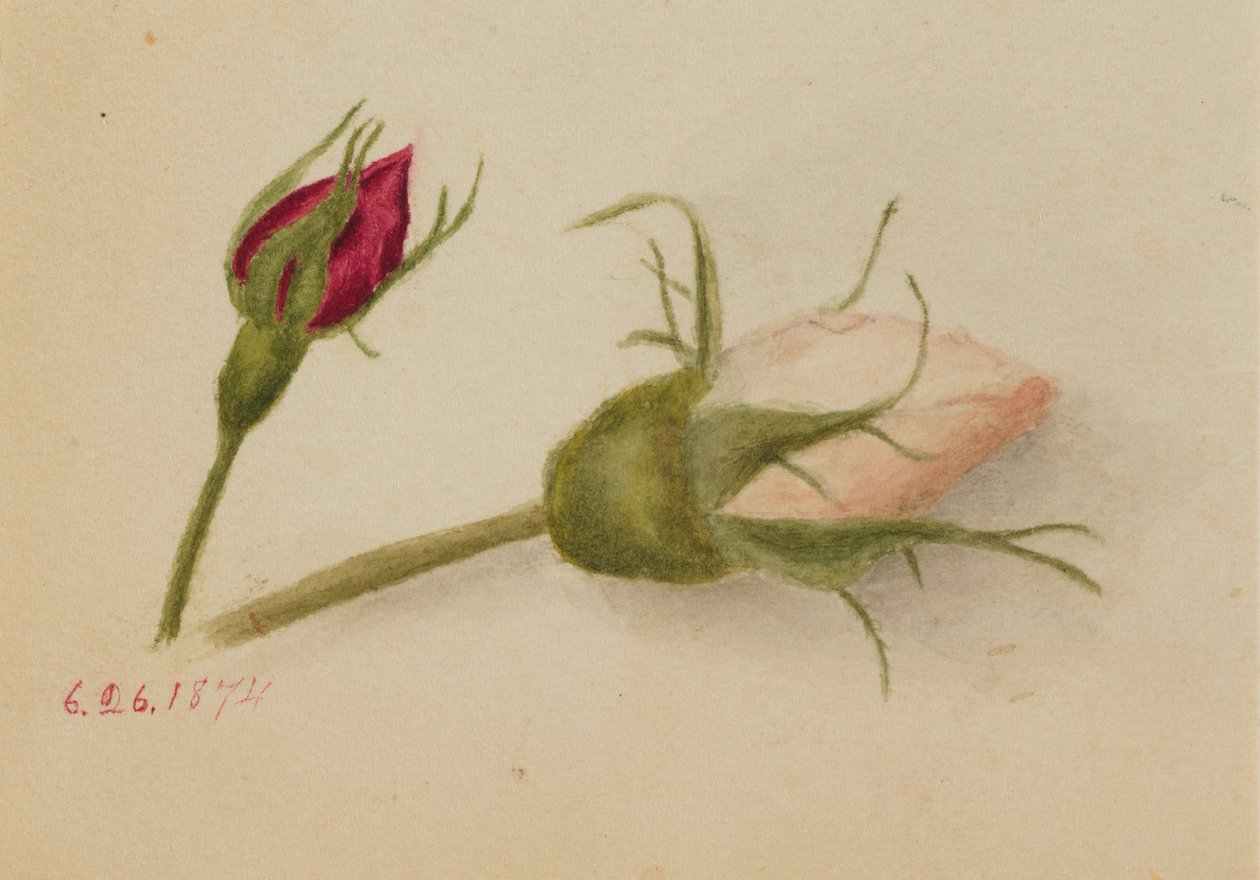 Bez názvu (Rosebuds) od Mary Vaux Walcott