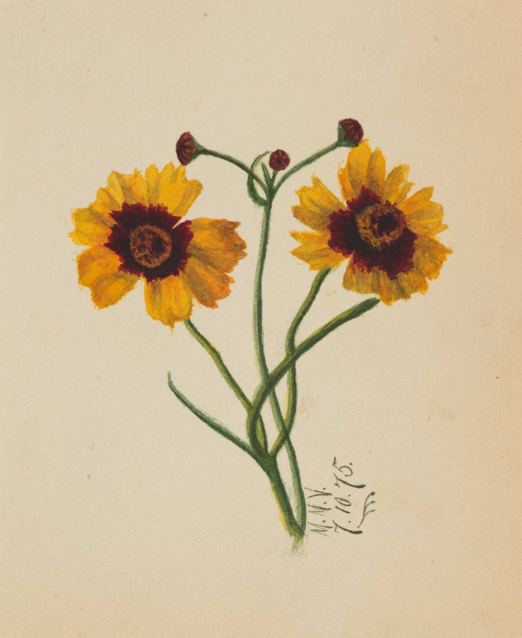 Bez názvu, 1875. od Mary Vaux Walcott