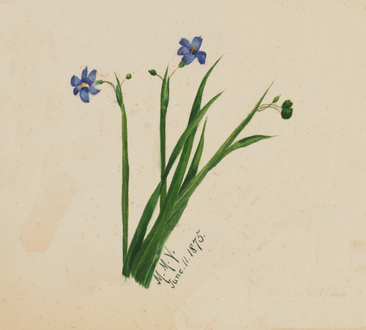 Bez názvu, 1875. od Mary Vaux Walcott