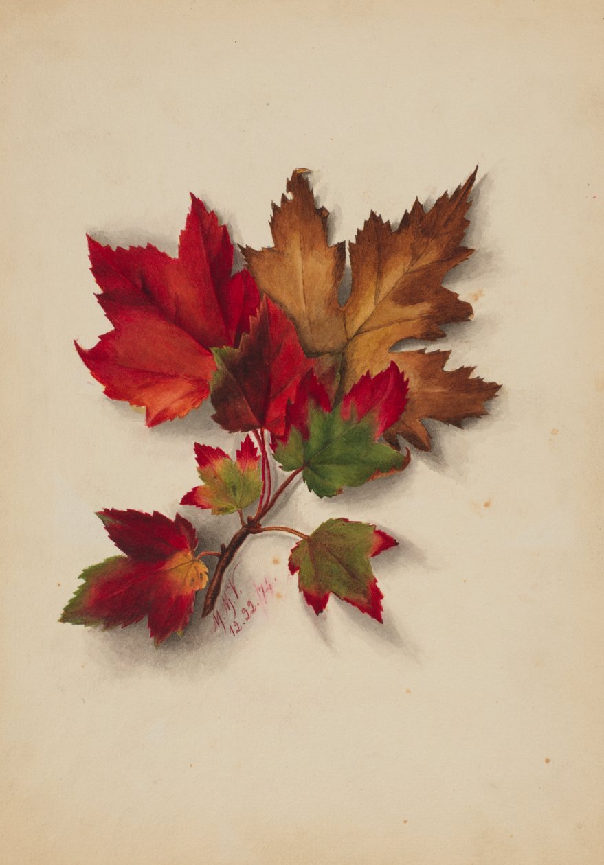 Podzimní listí bez názvu, 1874. od Mary Vaux Walcott