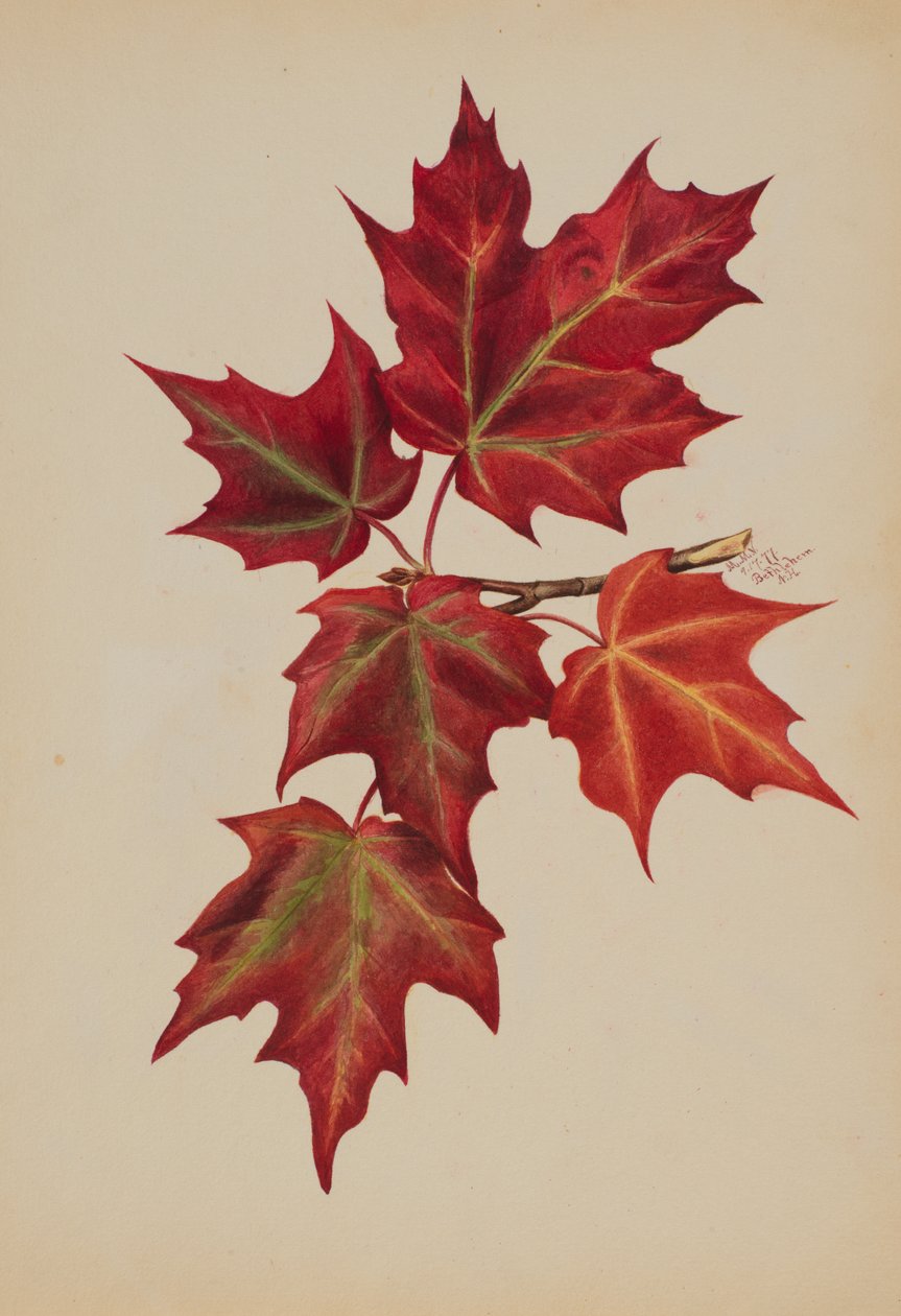 Podzimní listí bez názvu, 1877. od Mary Vaux Walcott