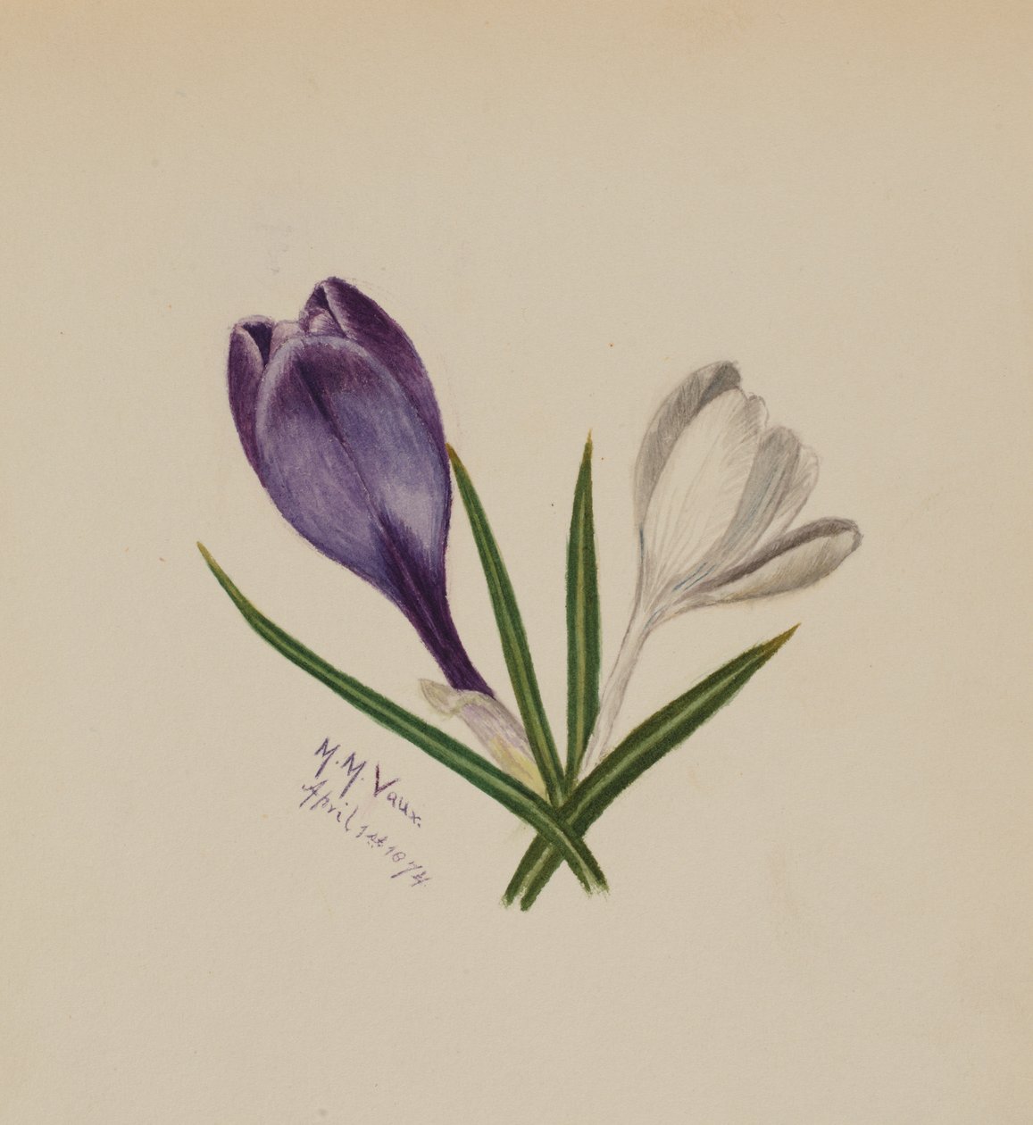 Krokusy bez názvu, 1874. od Mary Vaux Walcott