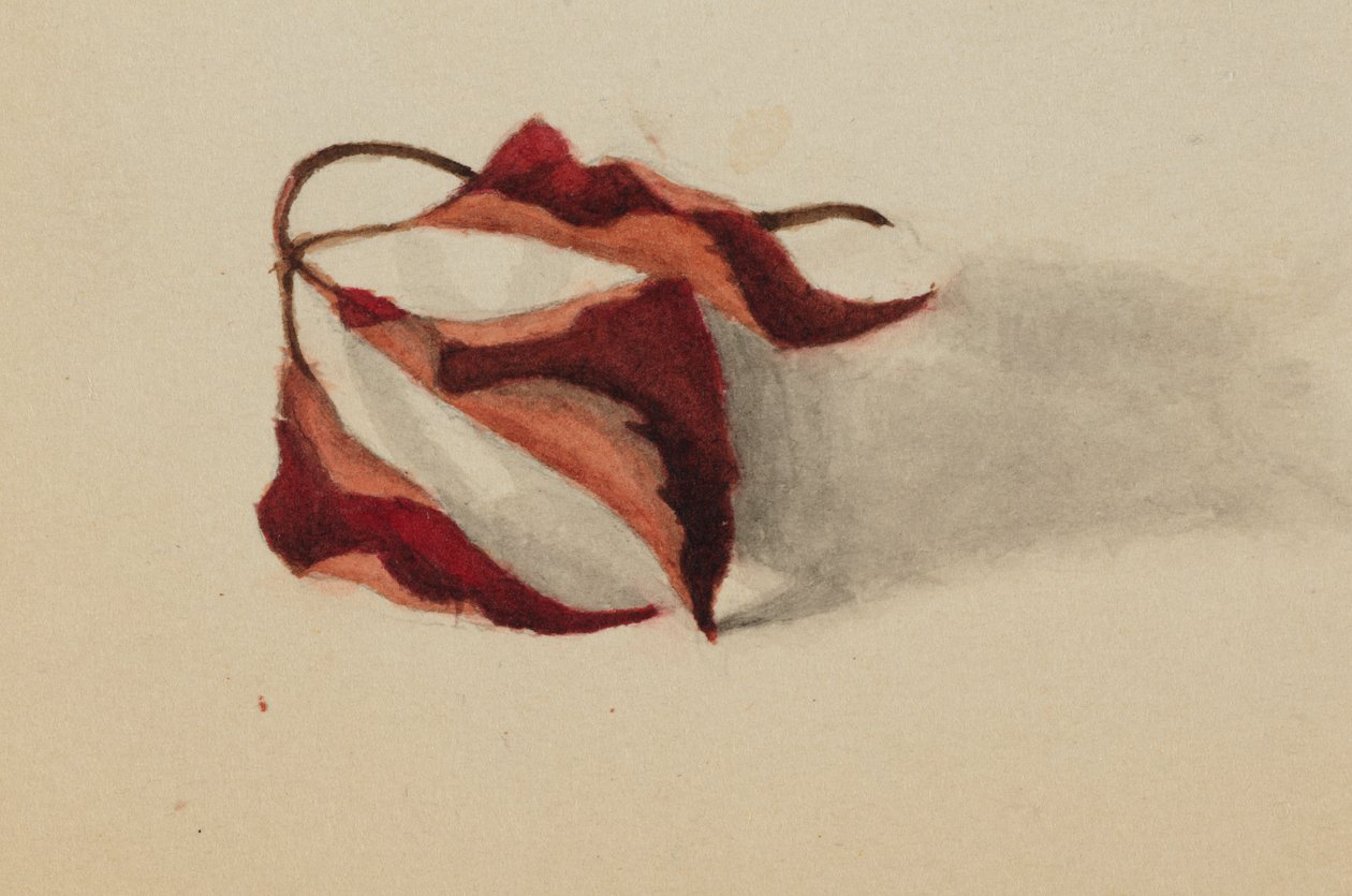 Bez názvu Stočené podzimní listí, 1872. od Mary Vaux Walcott