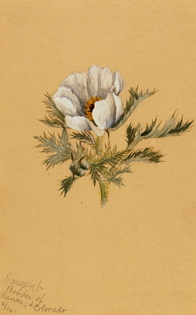 Květinová studie bez názvu, 1883. od Mary Vaux Walcott