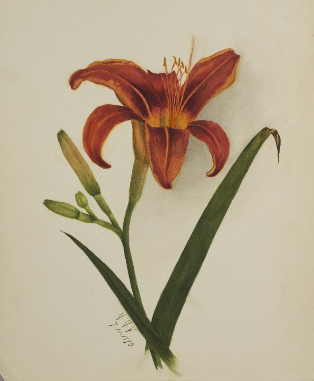 Bez názvu Lily, 1875. od Mary Vaux Walcott