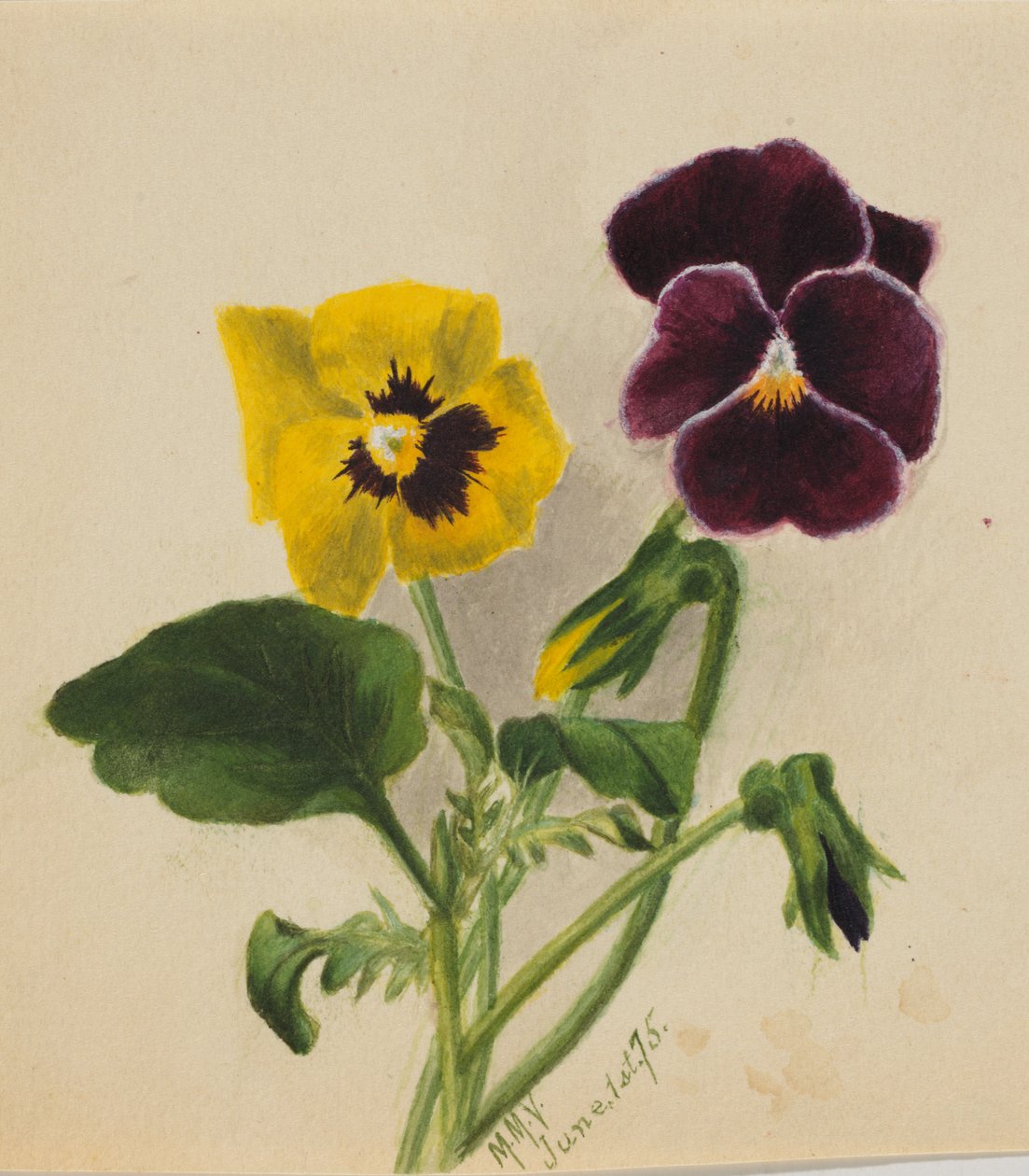 Macešky bez názvu, 1875. od Mary Vaux Walcott