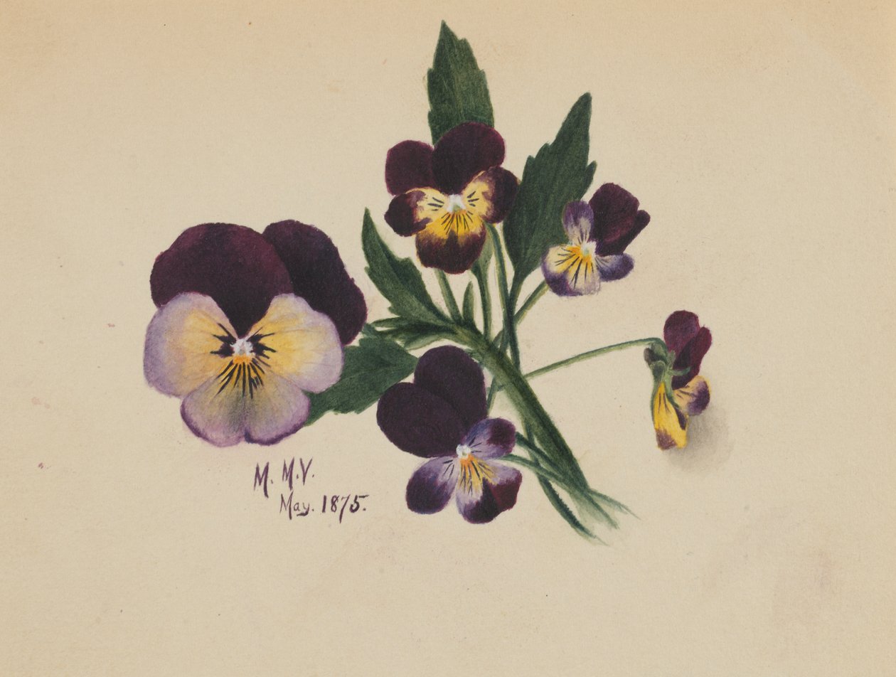Macešky bez názvu, 1875. od Mary Vaux Walcott