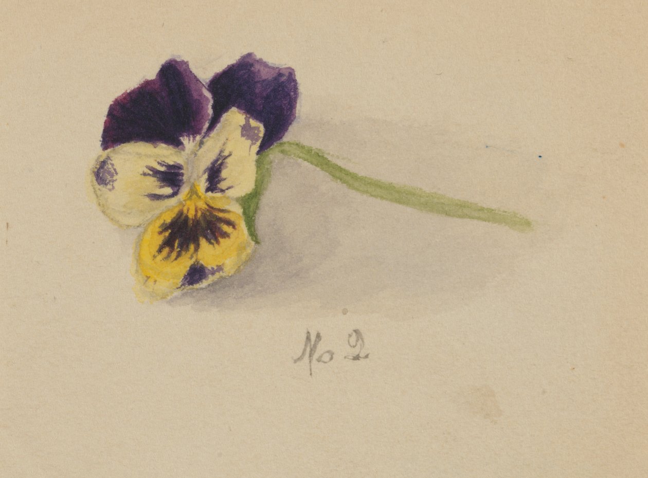 Pansy bez názvu, 1872. od Mary Vaux Walcott