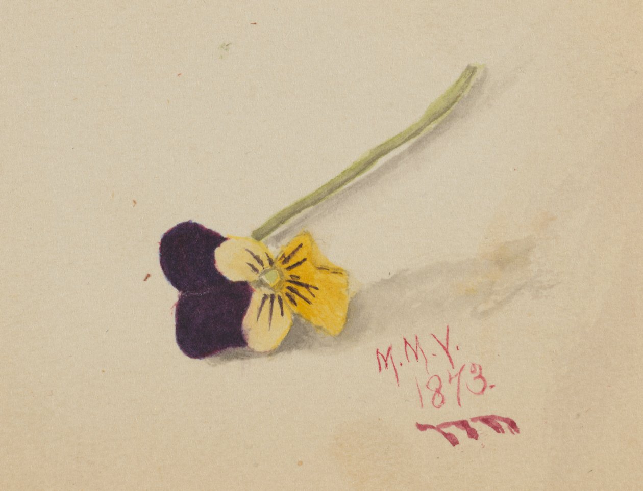 Bez názvu Pansy, 1873. od Mary Vaux Walcott