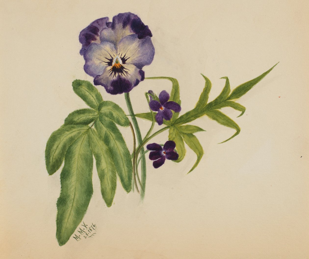 Bez názvu Pansy, 1876. od Mary Vaux Walcott