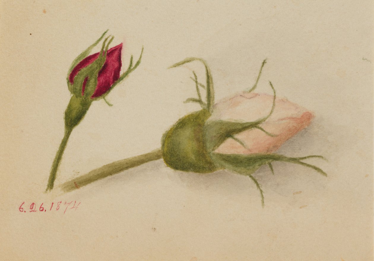 Bez názvu Rosebuds, 1874. od Mary Vaux Walcott
