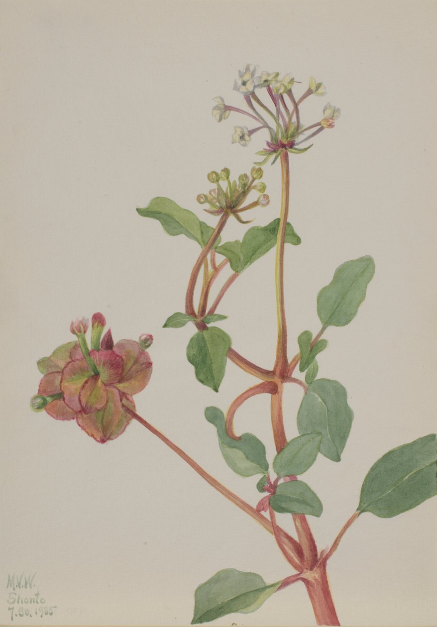 Bez názvu Tripterocalyx pedunculatus, 1935. od Mary Vaux Walcott