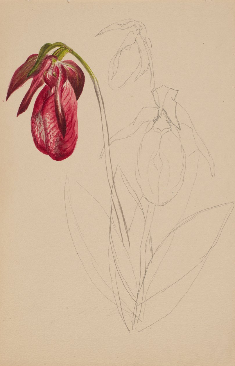 Untitled Unfinished Sketch, n.d. od Mary Vaux Walcott